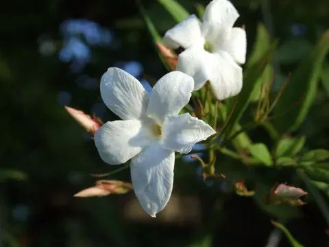 The Natural World Jasminum Officinale Affine jasmijn geurend