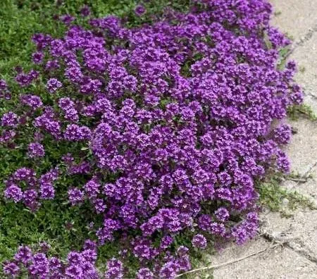 The Natural World Purple Beauty tijmplant eetbaar