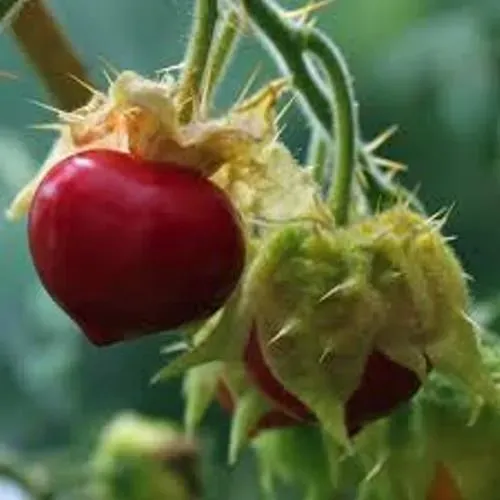 The Natural World Solanum sisymbrifolium litchitomaat plant