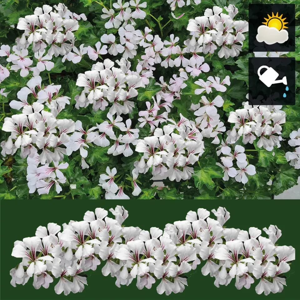 Huyskweker Gameren Hanggeranium wit V60 pot