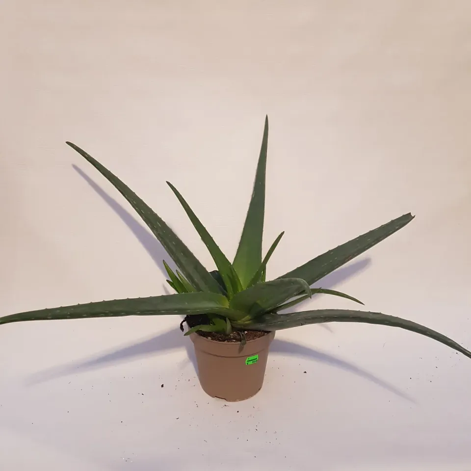 Tuincentrum Heerdink Aloe vera kamerplant 40 cm eetbaar