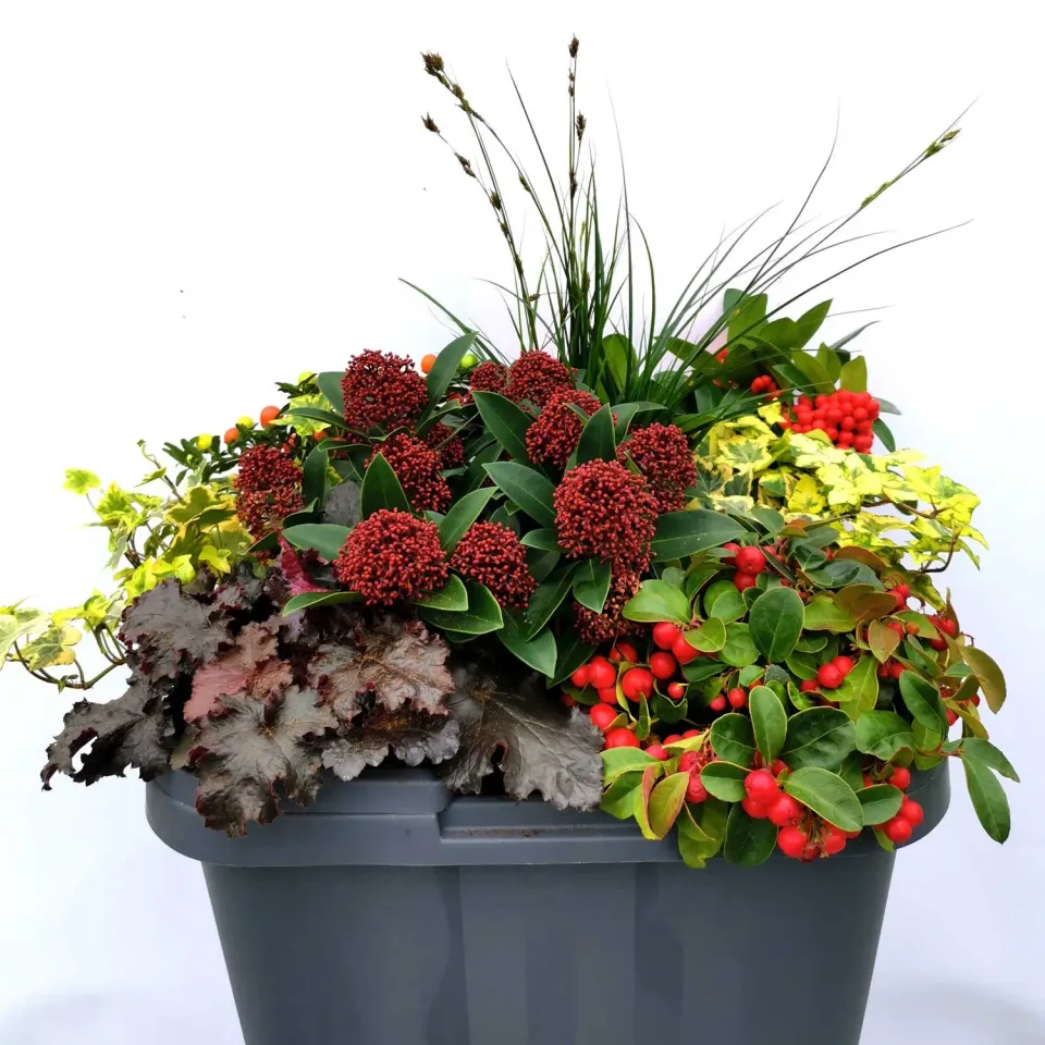 Huyskweker Gameren Jenthe V60 geranium roze
