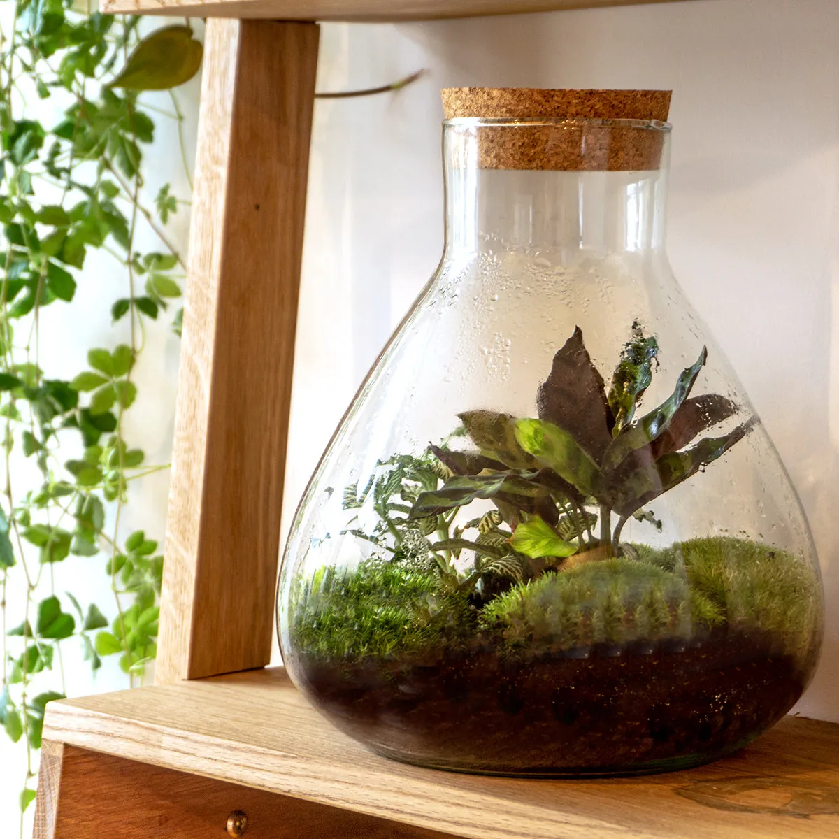 Urbanjungl Sammie terrarium DIY kit coffea white tiger Ø 22,5 cm