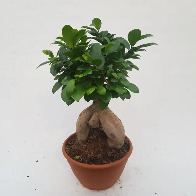 Tuincentrum Heerdink Ficus microcarpa Ginseng Bonsai 40 cm