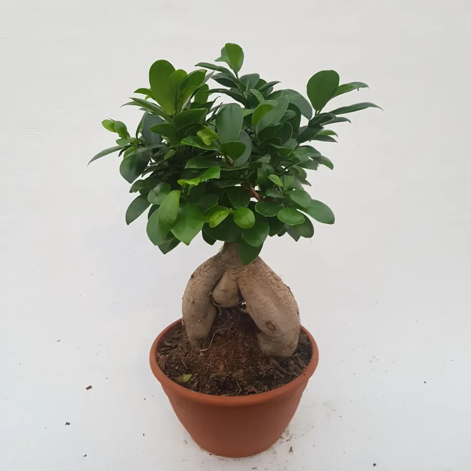 Tuincentrum Heerdink Ficus microcarpa Ginseng Bonsai 40 cm