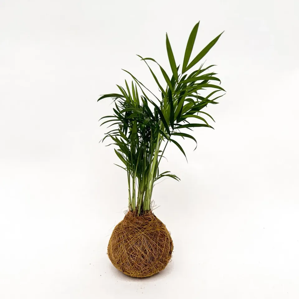 House of Koko Palmpje Kokedama zonder schaaltje luchtzuiverend