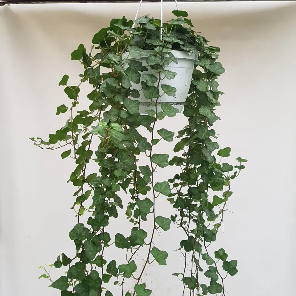 Hedera helix Jessica klimop groenblijvend