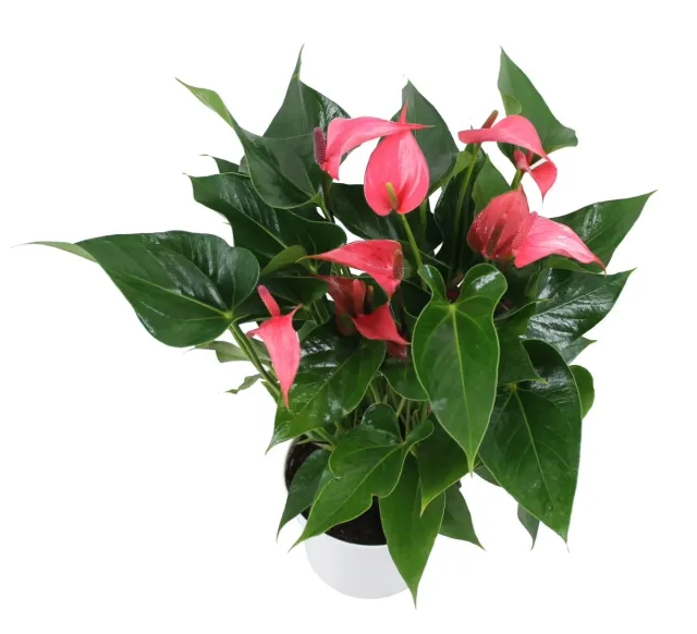 XL-Bloom YoungPlants Opa.2 jonge plant tulp donkerroze