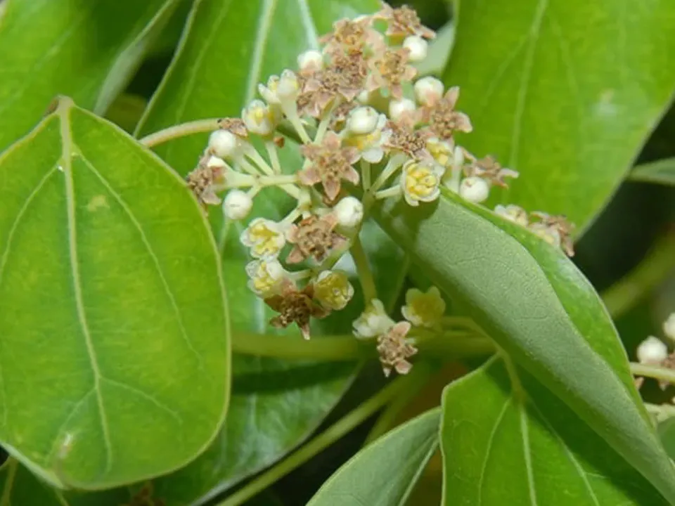 The Natural World Cinnamomum camphora kamferboom pot