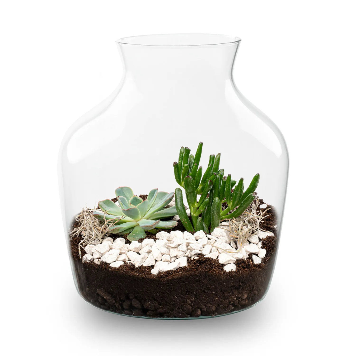 Little Joe Succulent open terrarium DIY kit Ø 20 cm 22 cm