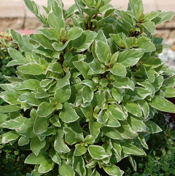 The Natural World Pesto Perpetuo basilicum citroen bont