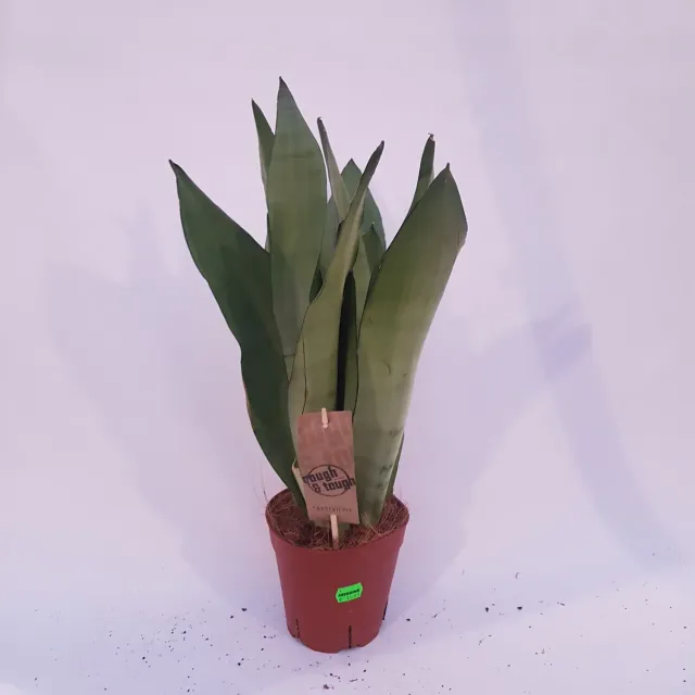Tuincentrum Heerdink Sansevieria Moonshine vrouwentong grijs