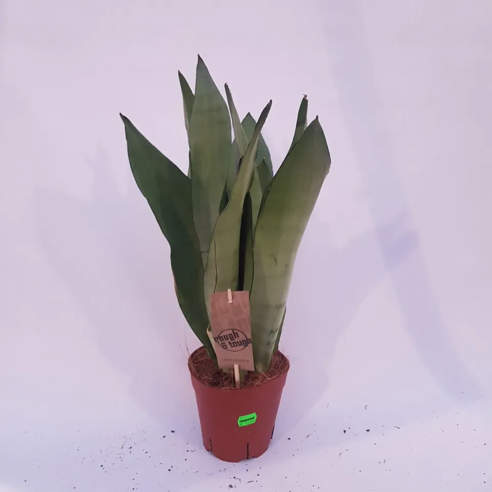Tuincentrum Heerdink Sansevieria Moonshine vrouwentong grijs