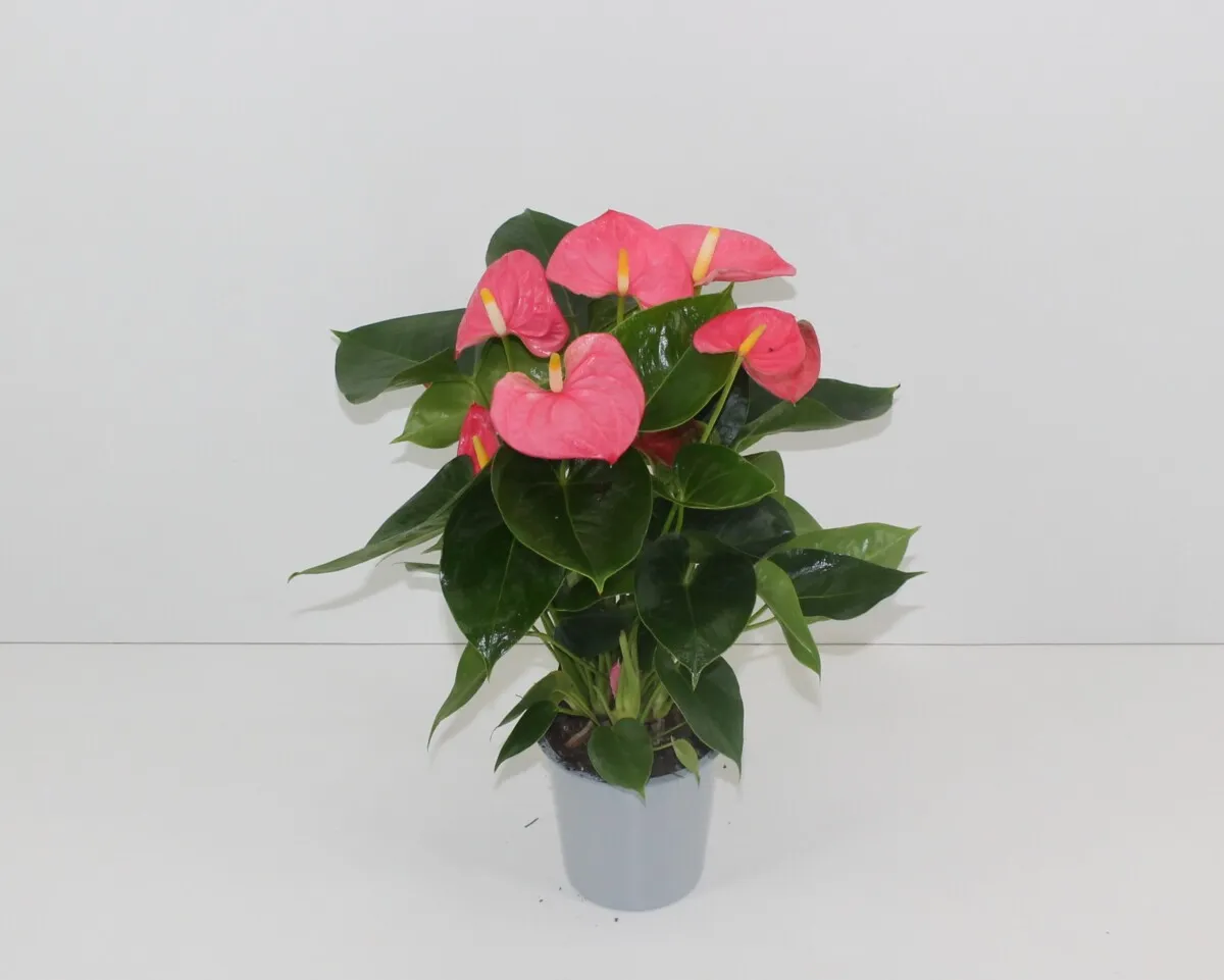 XL-Bloom YoungPlants XL.162 Arisa Pink Impr. jonge plant eetbaar
