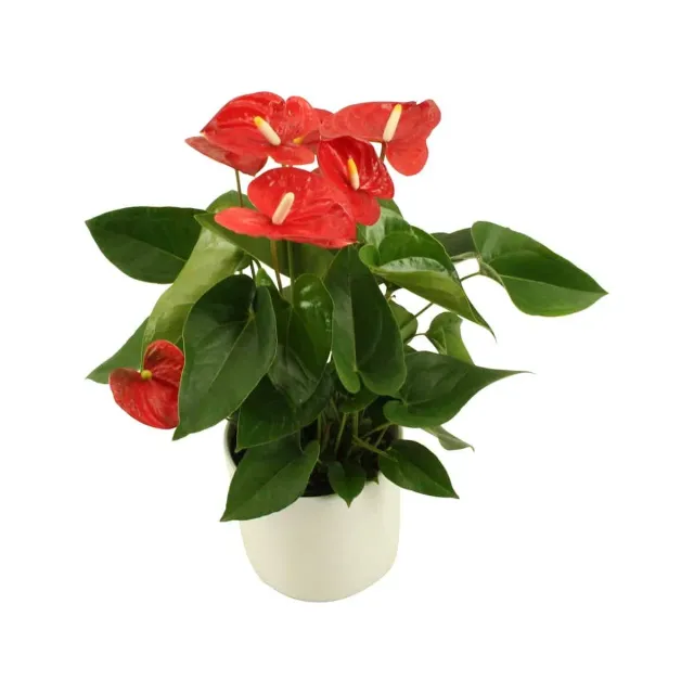 XL-Bloom YoungPlants XL.09 Jambo Red plant rode bloem