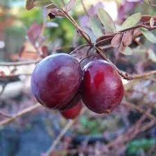 The Natural World Vaccinium Howes plant veenbes eetbaar