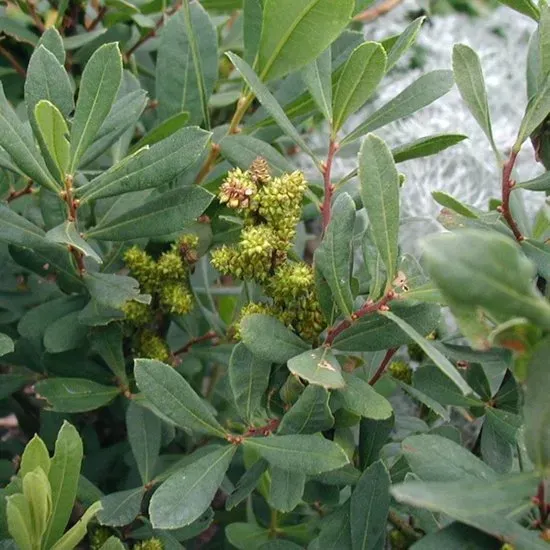 The Natural World Myrica gale gagelplant eetbaar