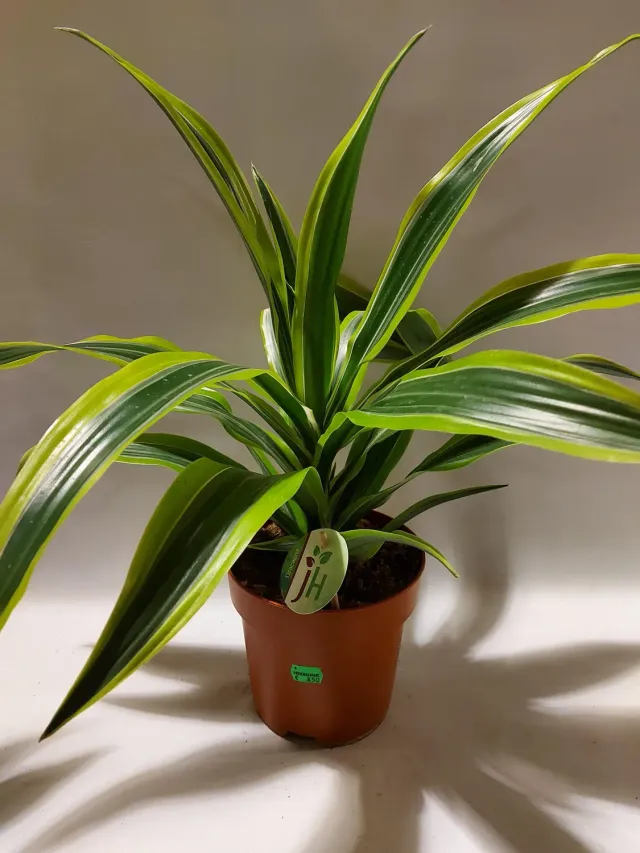 Tuincentrum Heerdink Dracaena fragrans Lemon Lime kamerplant
