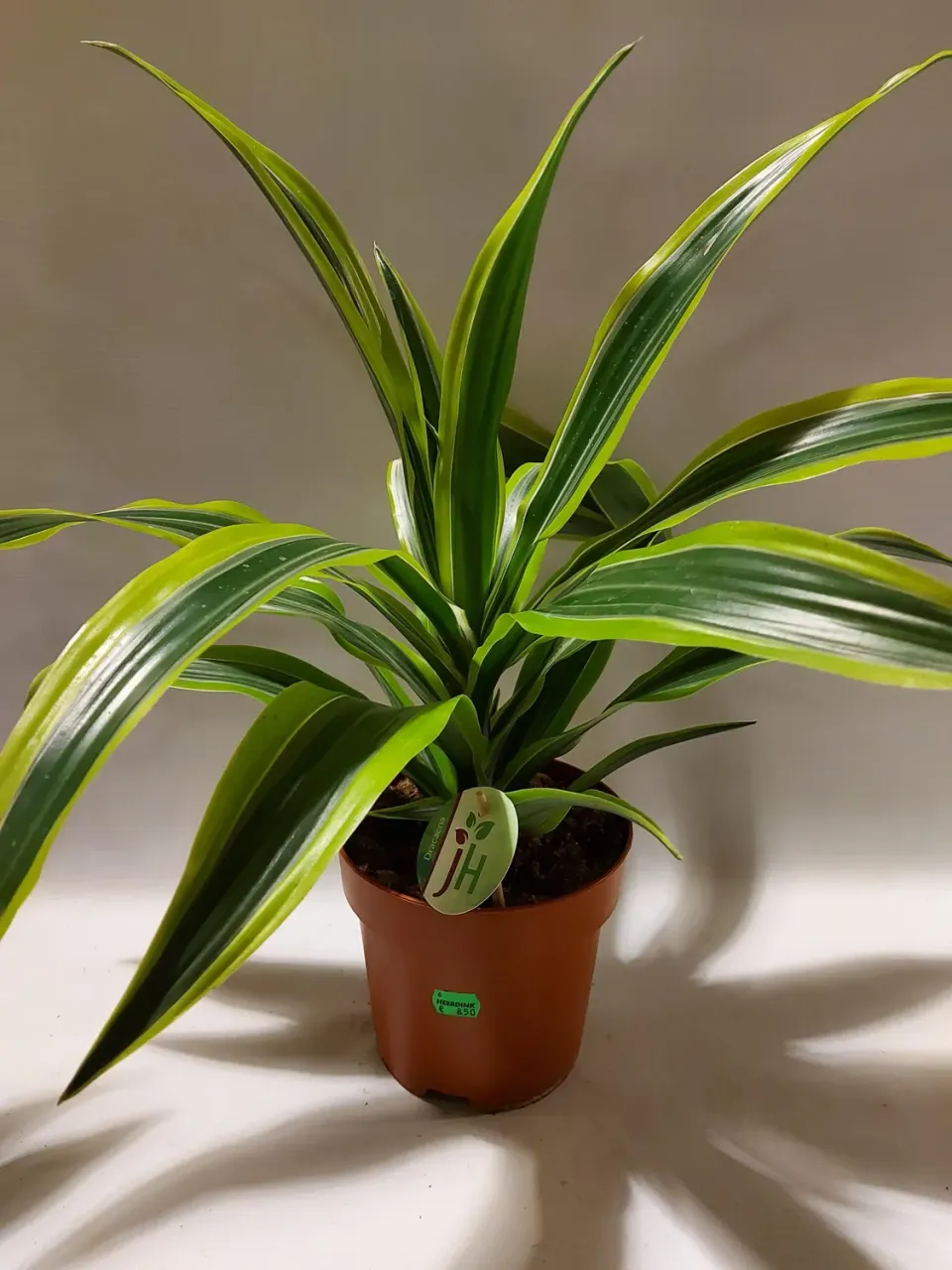 Tuincentrum Heerdink Dracaena fragrans Lemon Lime kamerplant