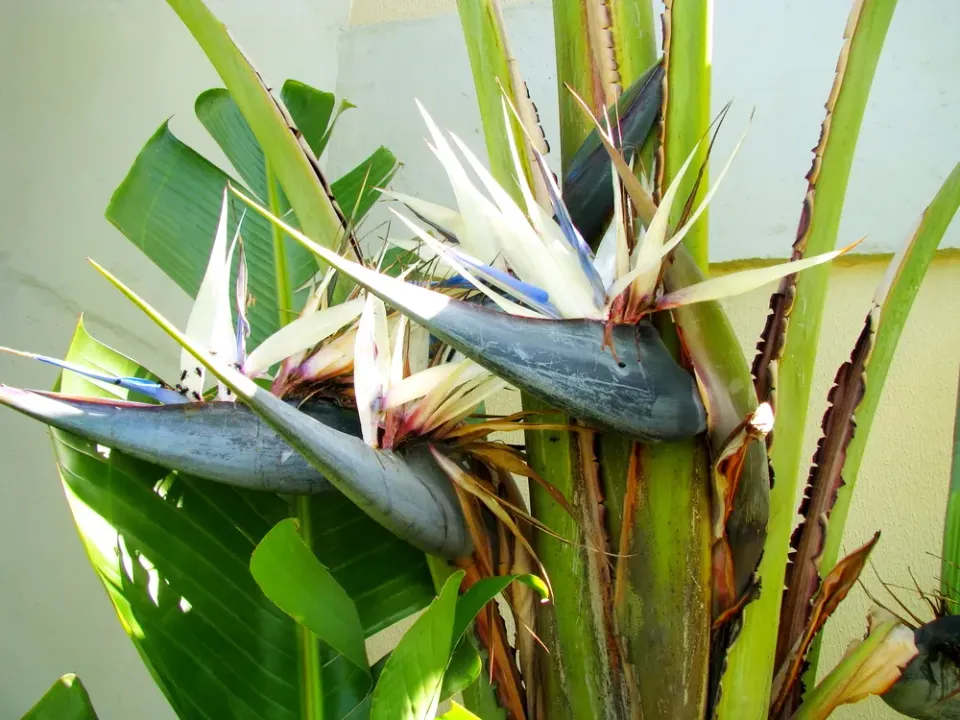 The Natural World Strelitzia nicolai paradijsvogelplant groot