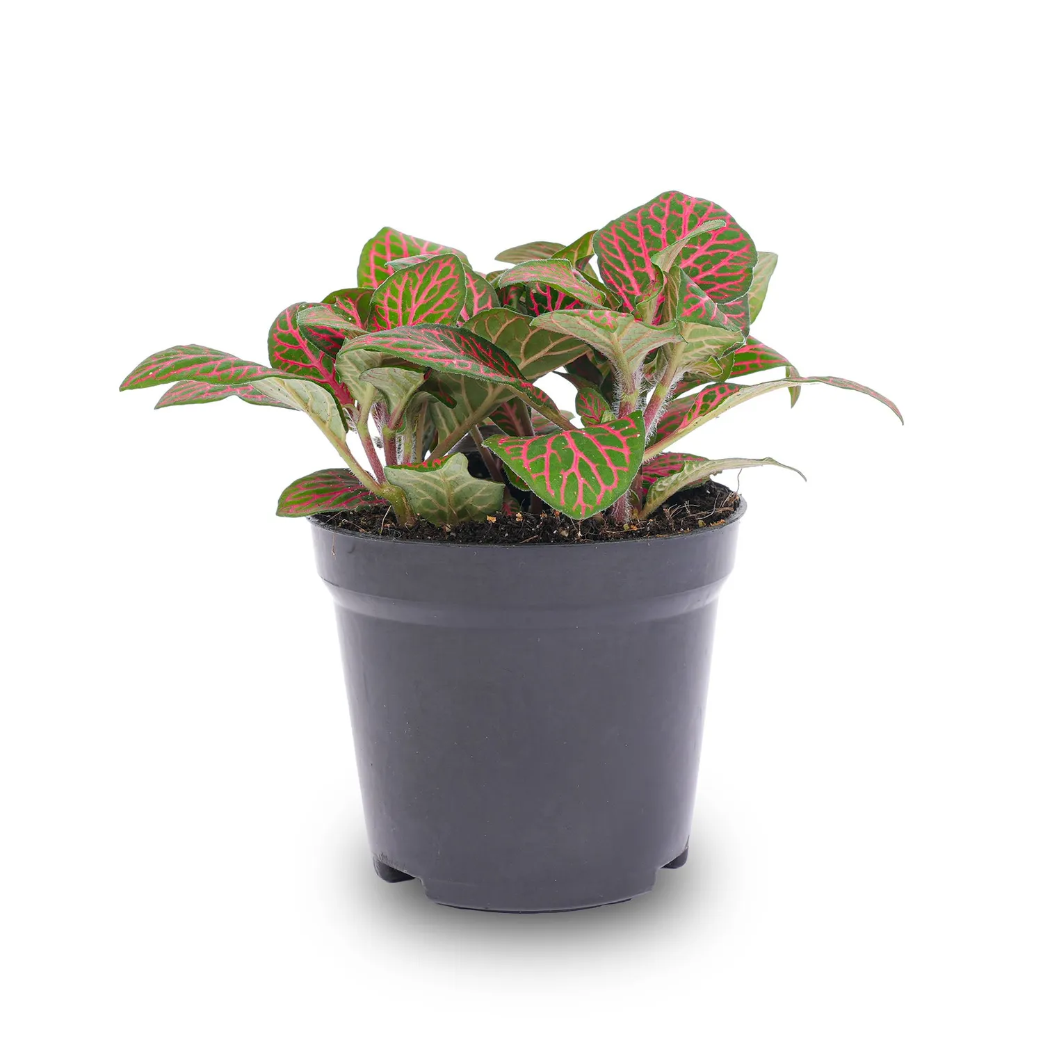 Urbanjungl Fittonia red mozaïekplant 10 cm terrariumplant