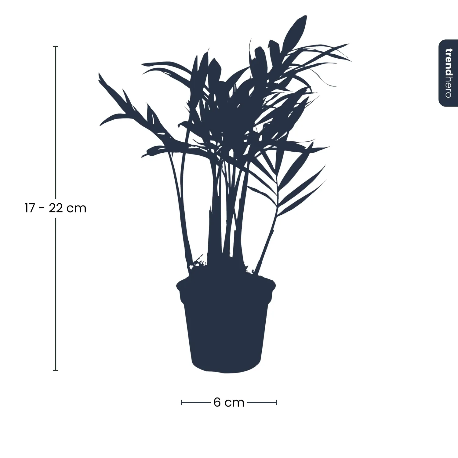 Urbanjungl Bergpalm Chamaedorea elegans baby plant 6 cm