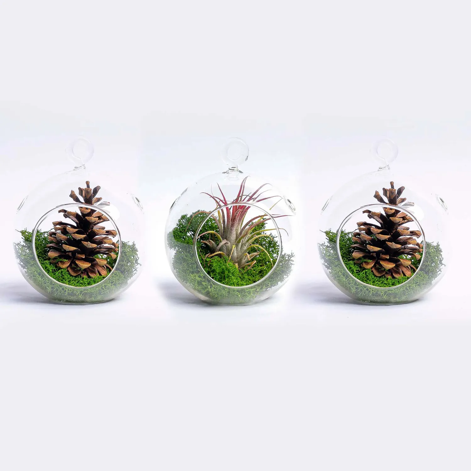 Urbanjungl Kerstbal glas hangend met airplant en mos