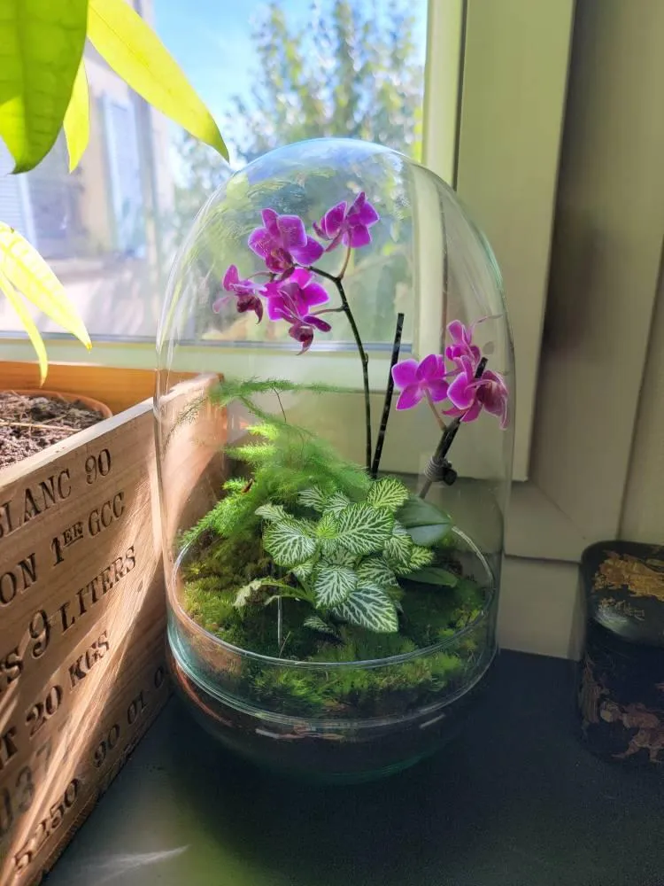 Urbanjungl Egg XL planten terrarium glazen stolp