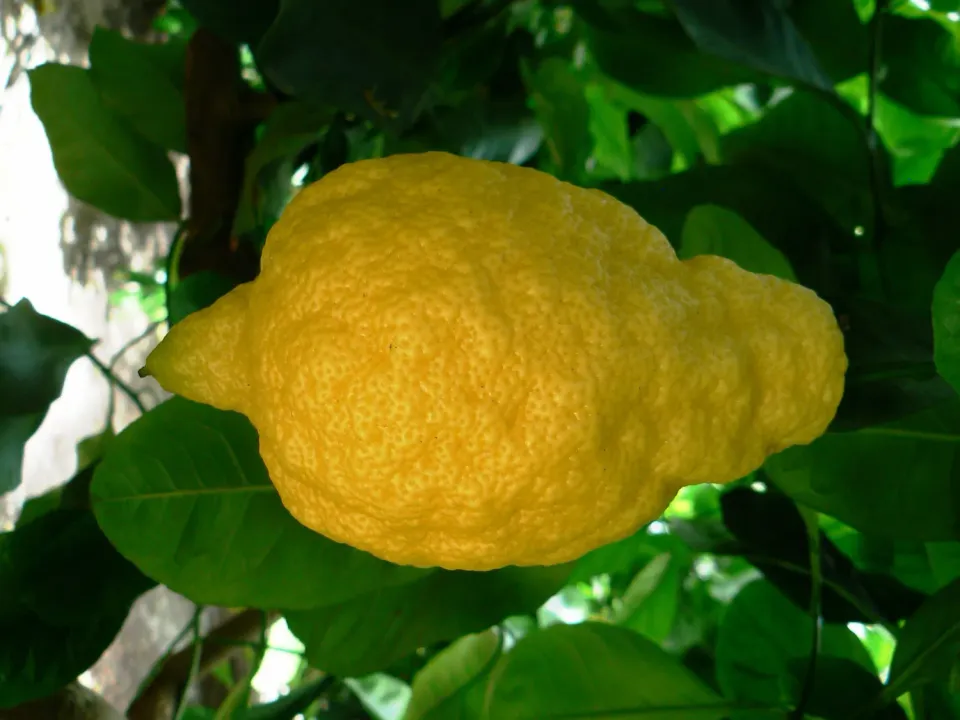 The Natural World Citrus medica citroenplant sukade