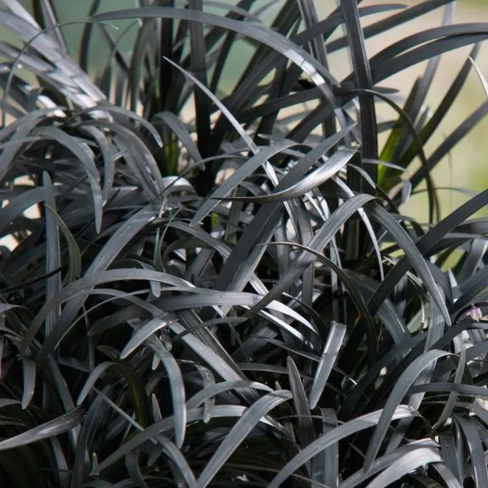 The Natural World Ophiopogon Niger siergras P9 zwart