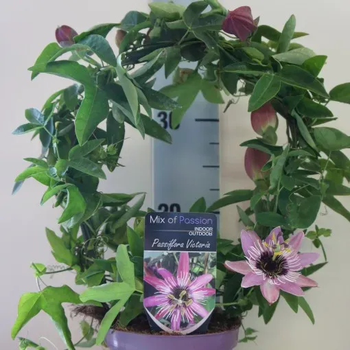 The Natural World Passiflora Victoria passiebloem klimplant