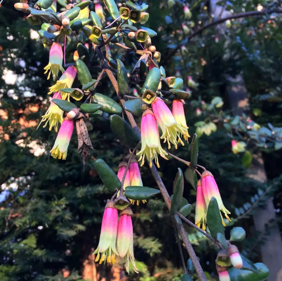 The Natural World Correa Marian's Marvel plant P9 wintergroen