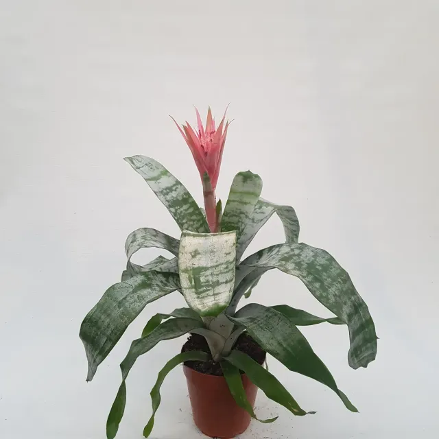 Tuincentrum Heerdink Aechmea Primera kokerbromelia roze