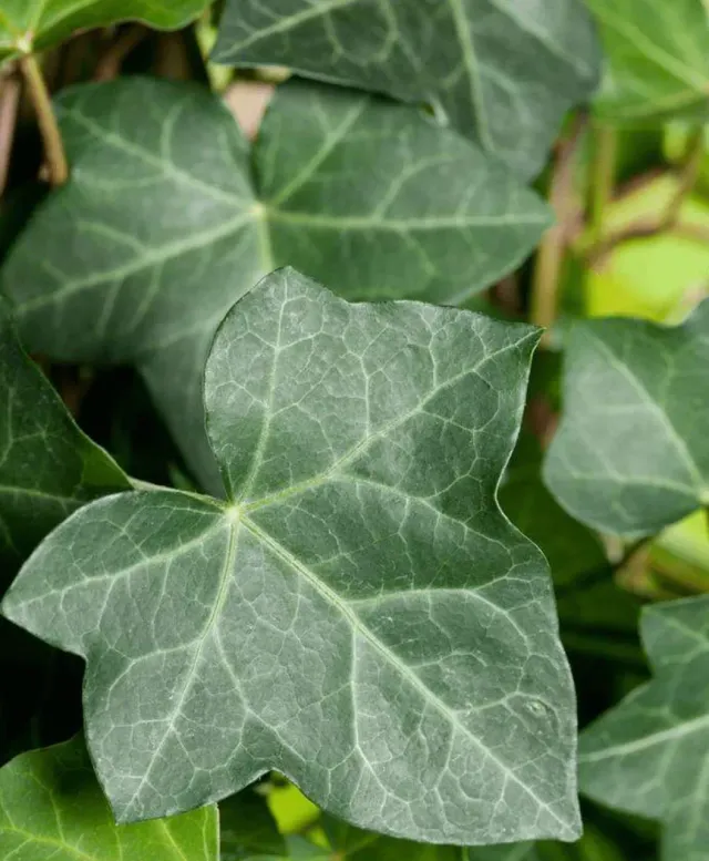 Tuincentrum Heerdink klimplant diverse soorten eetbaar