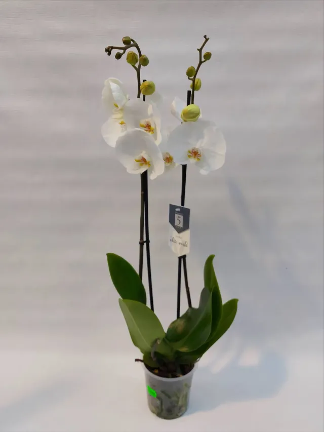 Tuincentrum Heerdink Phalaenopsis grootbloemig orchidee wit