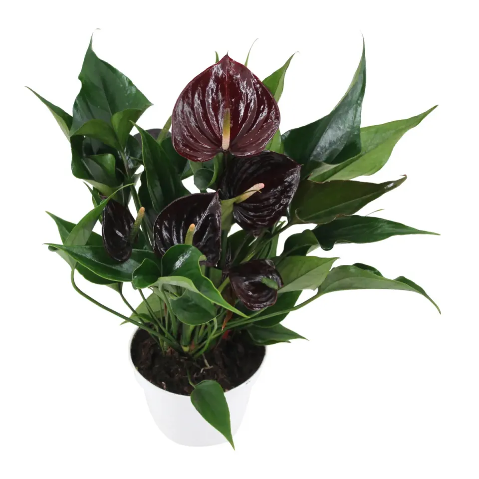 XL-Bloom YoungPlants XL.119 bloempot rozet bruin P14/P17