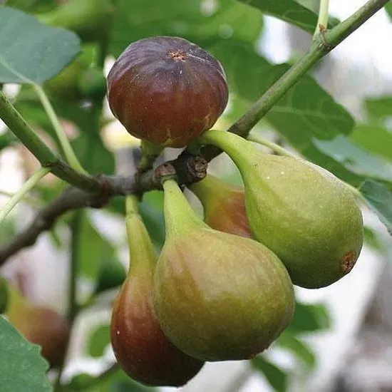 The Natural World Ficus Brown Turkey vijgenplant zoete vijgen