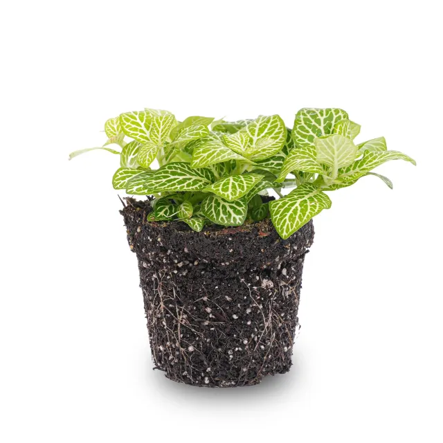 Urbanjungl Fittonia Joly Lemon Mozaïekplant 10 cm