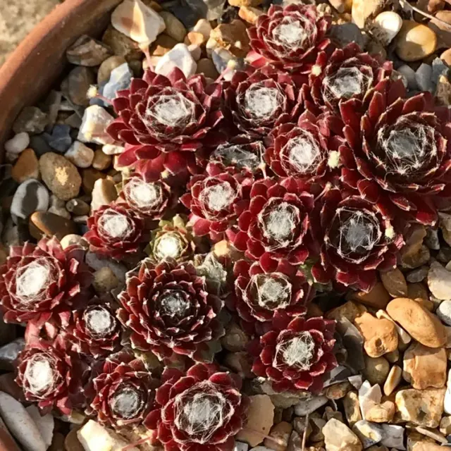 The Natural World Tomentosum huislook vetplant P9 winterhard