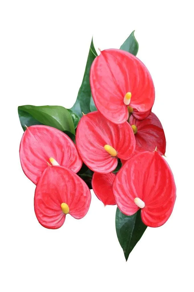 XL-Bloom YoungPlants XL.34 jonge plant Arisa Red rood