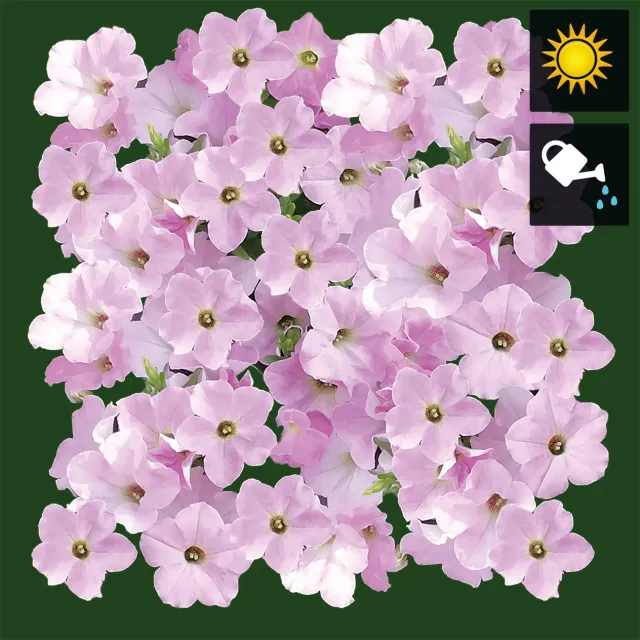 Huyskweker Gameren Huytenia Rose FM aardbeiplant roze