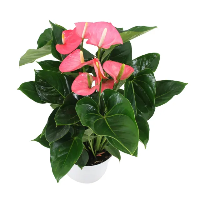 XL-Bloom YoungPlants XL.54 Paris Pink paprikaplant roze