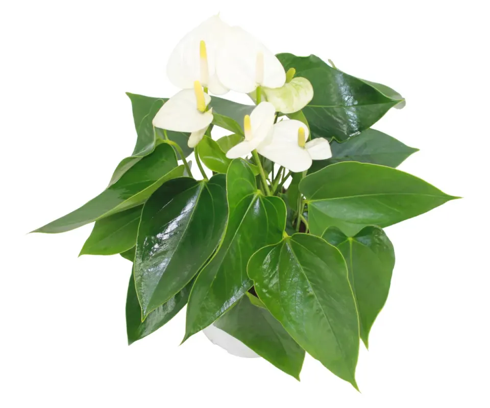XL-Bloom YoungPlants XL.33 jonge plant Ballerina White