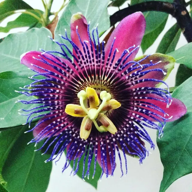 The Natural World Passiflora Marijke passiebloem winterhard