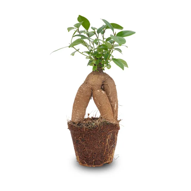 Urbanjungl Ficus Microcarpa Ginseng bonsai 20 cm