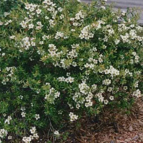 The Natural World Leptospermum scoparium manukaplant wit