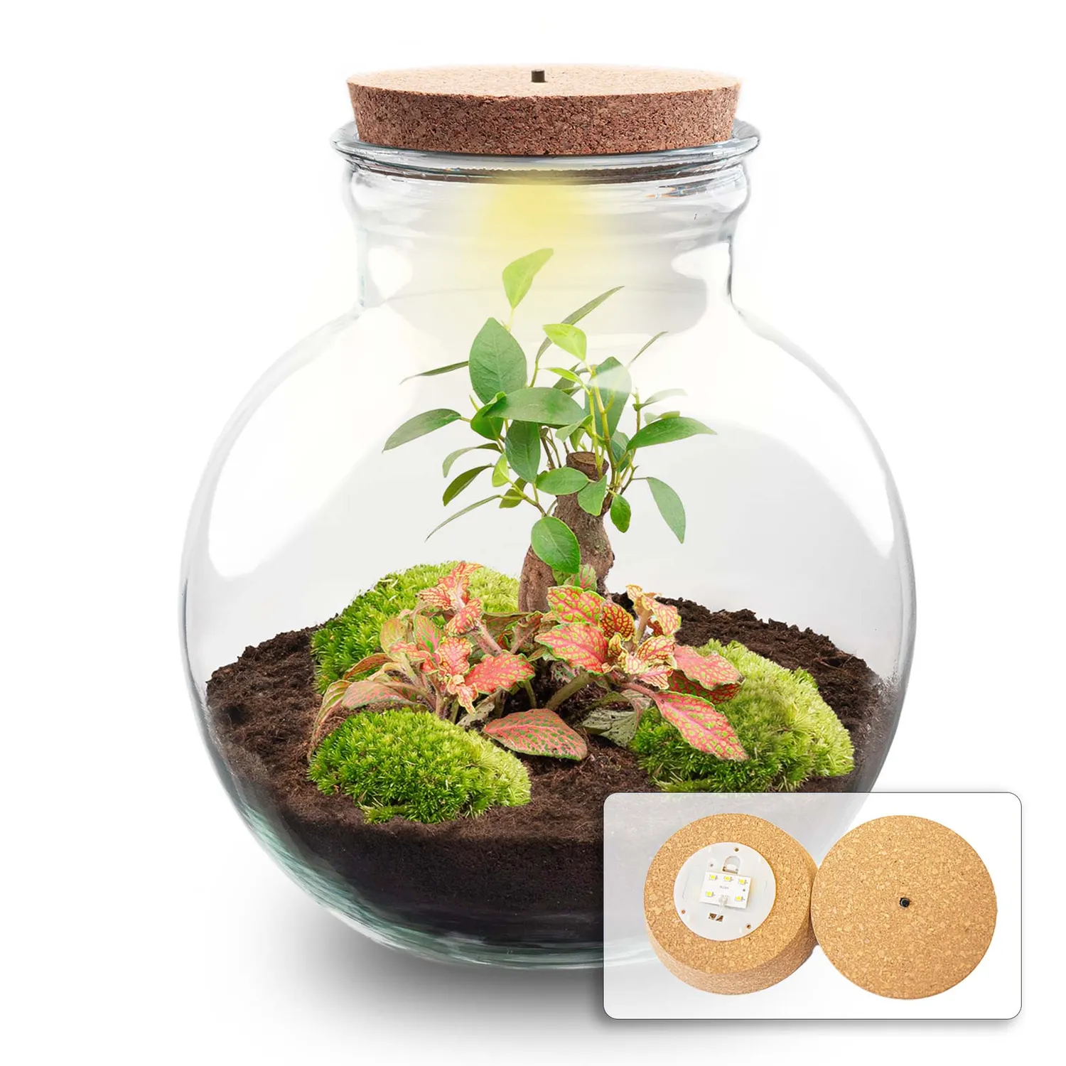 Urbanjungl Teddy Bonsai Rood terrarium DIY kit met licht Ø26 cm