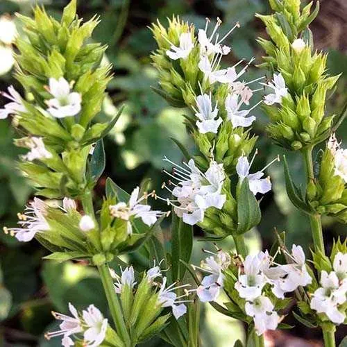 The Natural World Hyssopus officinalis albus plant P9 wit