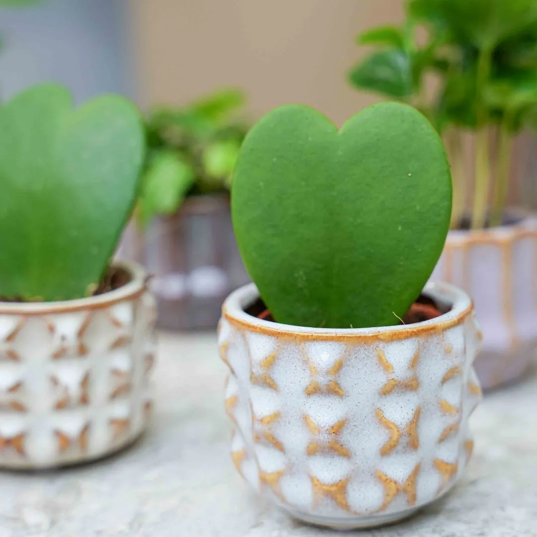 Urbanjungl San Juan plantenset miniplanten plant mix 6 stuks Ø 6 cm