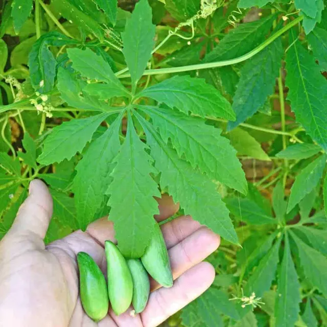 The Natural World Cyclanthera pedata achocha plant